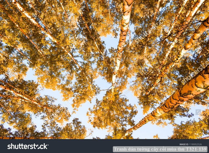 Tranh dán tường cây cối mùa thu T321-139